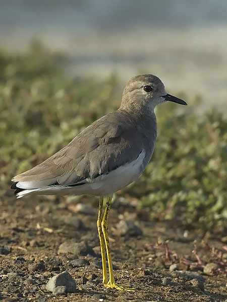 Suohyyppä, White-tailed Lapwing, Vanellus leucurus